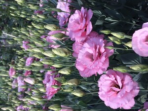Stewart's Farm & Greenhouse