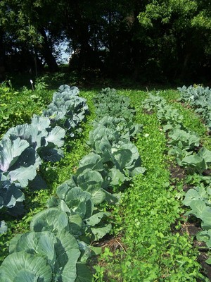 Kruse Family Farm CSA