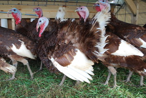 Nick's Organic Farm