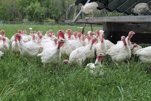 J & L Green Farm