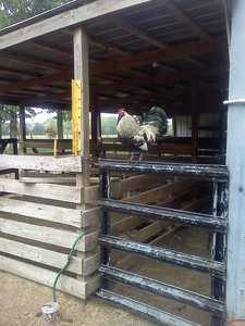 Oakvale Farms - All Natural, Whole Foods and more