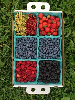 Alstede Farms