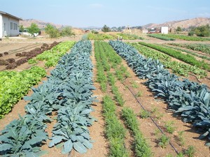 Three Sisters Farm