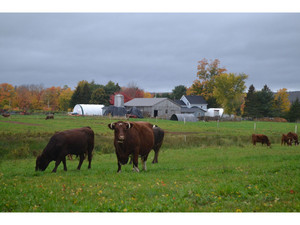 Bountywoods Farm