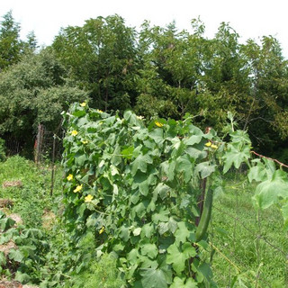 Sharon's Natural Gardens