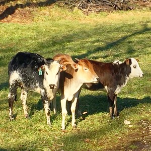 Aerie Farm East
