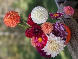 Sunhearth Flower Farm