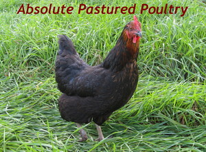 Absolute Pastured Poultry