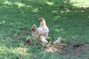 Stevenson Family Farm