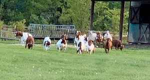 T & W Boer Goat Farm Market & Cut Flowers