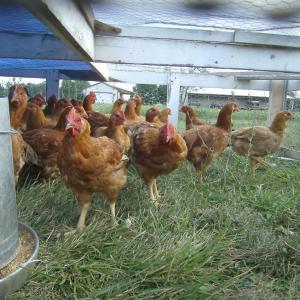 Bindel Farms
