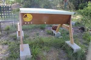 Bee Friendly Austin