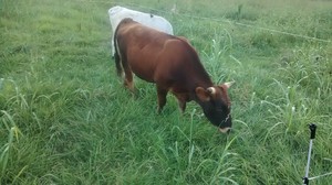 Growing Pastures Farm