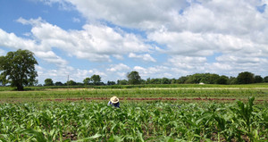 Bray Grove Farm