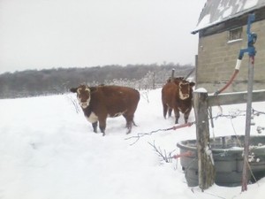 Moon Dancing Farm