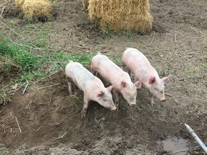 Family Circle Centennial Farm
