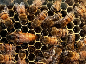 Highland Hills Apiary