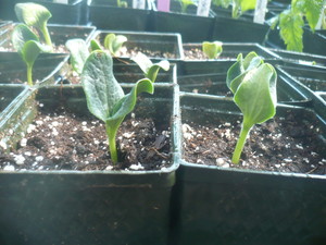 Greentree Naturals