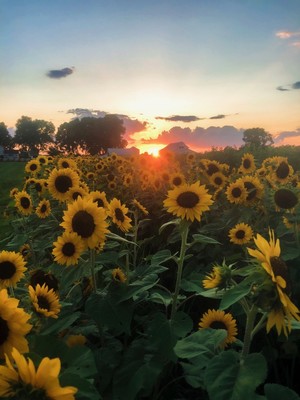 Golliher Farms