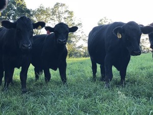 Beaver Brook Ranch