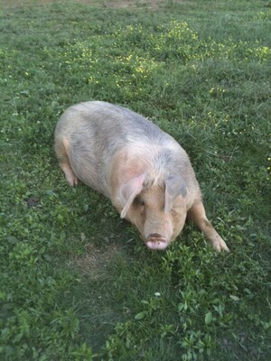 Vandele Farms on Cedar Creek, LLC