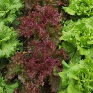Sycamore Bend Farm