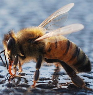 Busy Bee Acres