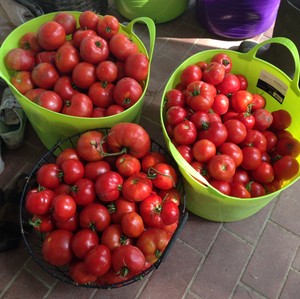Pudgy Cardinal Farm
