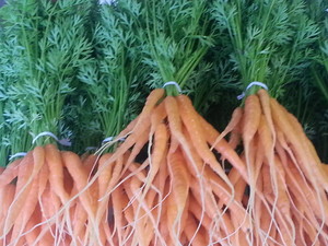Blue Marble Farm LLC