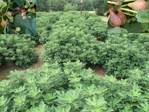 Beau Coup (Boo Ku) Fig Farm