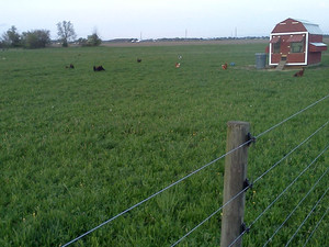 BP Farms