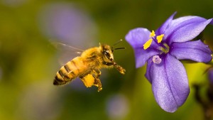 The Lake Orion Honey Company
