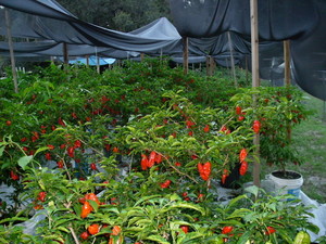 Ghostpepperfarms