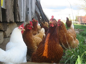 Stuart Farm