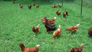 Allen Family Farm