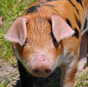 Hemlock Creek Farm