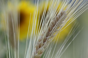 Fresh Aire Farms