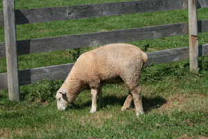 Melhurst Farm