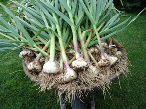 The Garlic Underground