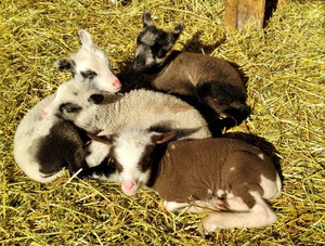 Wild Rose Finnsheep