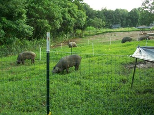 Outback Farm