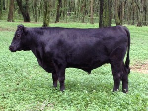 Samaron Farm