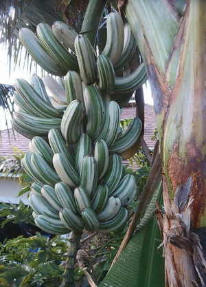 Hawaii Plant Propagator LLC