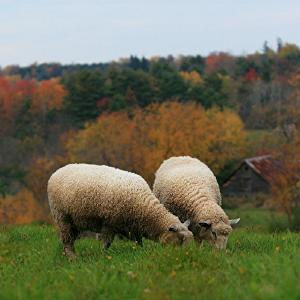 Weston Hill Farm