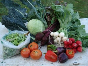 Rose of Sharon Homestead CSA & Pastured Meats
