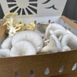 Haw River Mushrooms