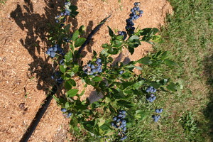 Ester Court Farms