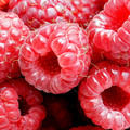 LocalHarvest