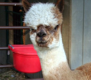 Treasure Grove Ranch Alpaca Farm & Fiber Shop