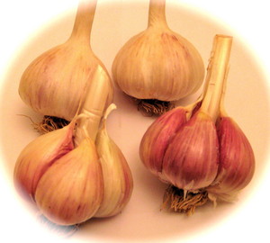 Skymeadow Garlic Farms